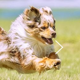 English Springer Spaniels and Miniature American Shepherds from Butterfield Trail Farm