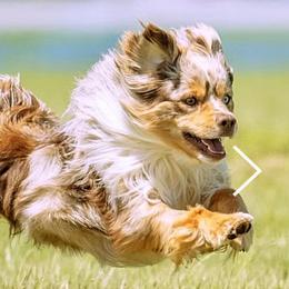 English Springer Spaniels and Miniature American Shepherds from Butterfield Trail Farm
