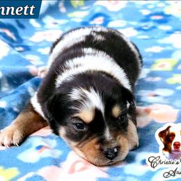Bennett - Blue merle male Miniature Australian Shepherd puppy in Punta Gorda, Florida from Christie's Creekside Aussies