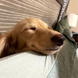 Kimber Layne - Dachshund