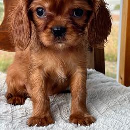 Howie - Ruby male Cavalier King Charles Spaniel puppy in Caldwell, Idaho from Treasure Valley Poodles