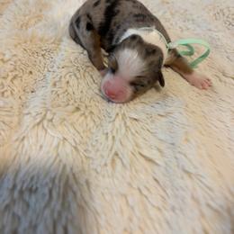 Ms. Teal - Blue merle female Australian Shepherd puppy in Jacksonville, Florida from Autumn's Aussies