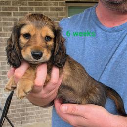 Johnny - Chocolate and tan male Dachshund puppy in Kempner, Texas from Russell Farms Dachshund