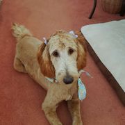 Breeze - Irish Doodle puppy in New Mexico from Foxrun Litters