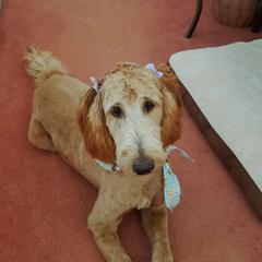 Breeze - Irish Doodle puppy in New Mexico from Foxrun Litters