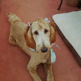 Breeze - Irish Doodle puppy in New Mexico from Foxrun Litters