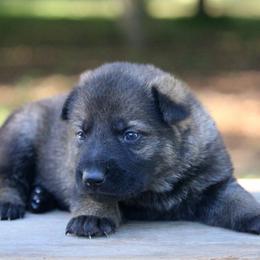 Female-1 - Sable female German Shepherd puppy in Cumming, Georgia from Cainedelup
