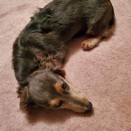 Dachshund All Grown Up from Dandy Doxies of KY