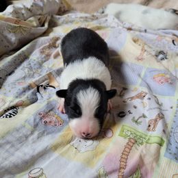 Flint - Black and white male Border Collie puppy in Morgan, Texas from Shooting Star Ranch