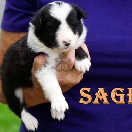 SAGE - Black and white male Shetland Sheepdog puppy in Frazeysburg, Ohio from Mountain High Kennels