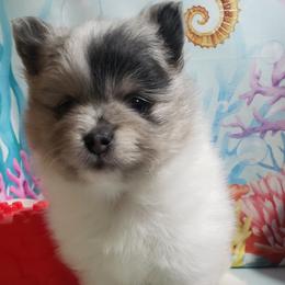 Mai Tai - Blue merle female Pomeranian puppy in Weatherford, Texas from Jeweled Poms