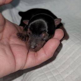 Girl 1 - Black and gold female Yorkshire Terrier puppy in Gilbert, Arizona from Yorkie Your Soulmate Puppy