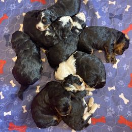 Australian Labradoodle, Bernedoodle, and Cockapoo Puppies from Dream Doodles and Cockapoos