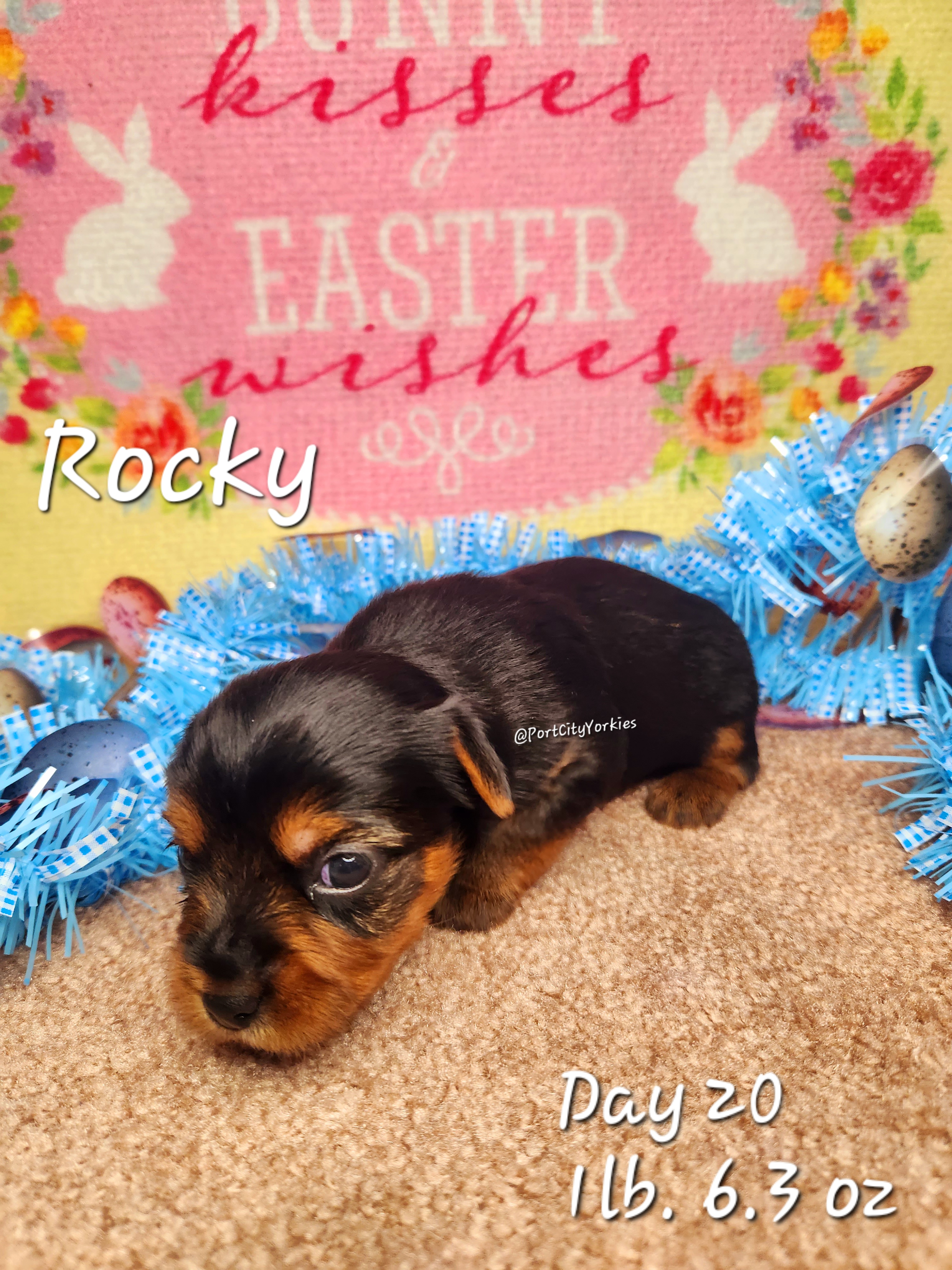Yorkshire Terrier Puppies from Port City Yorkies LLC