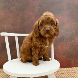 Crystal - Red female Cockapoo puppy in Beresford, South Dakota from DAKOTA DOOD RANCH