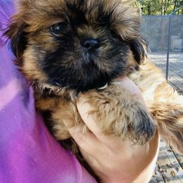 Peanut - Sable male Shih Tzu puppy in Hawthorne, Florida from Simply Southern Shihtzus