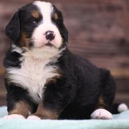 Girl 1 - Tri-color female Bernese Mountain Dog puppy in Loveland, Colorado from Grateful Bernese & Gage's Goldens