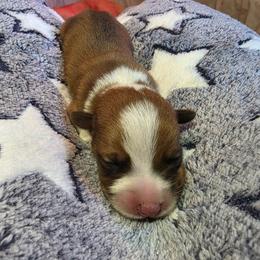 Boy 2 - Red male Pembroke Welsh Corgi puppy in Middleburg, Florida from Mulkeys Little Corgis