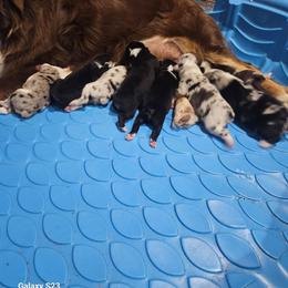 Tbd - Black tri-color female Australian Shepherd puppy in Wauneta, Nebraska from 4H Aussies