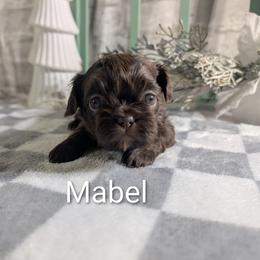 Chocolate female - Chocolate female Shih Tzu puppy in Poultney, Vermont from Morgan's Shih Tzus
