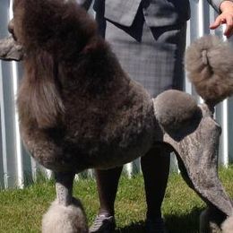 Poodles from Vi-Starr Poodles