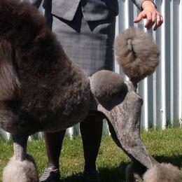 Poodles from Vi-Starr Poodles