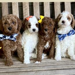 Cavapoos and Goldendoodles from Green Ranch Doodles