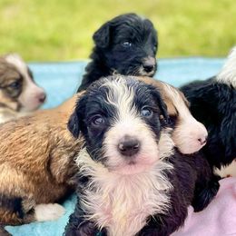 Aussiedoodle and Bordoodle Puppies from Dood B Ranch Doodles