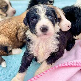 Aussiedoodle and Bordoodle Puppies from Dood B Ranch Doodles