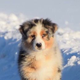 Australian Shepherds from Fiddlers Green Australian Shepherds