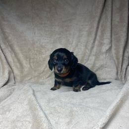 Kepler - Black and tan male Dachshund puppy in Richmond, Virginia from Paw Prints