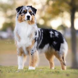 Trudy - Australian Shepherd