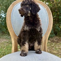 Poodle Puppies from Solara Kennels