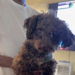 Nalah Bradley - Poodle