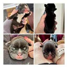 Nebula - Brindle female French Bulldog puppy in Greenfield, Missouri from Hope Mountain French Bulldogs