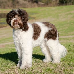 Piper - Australian Labradoodle
