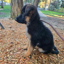 Knox - Black and red male German Shepherd puppy in Veneta, Oregon from H German Shepherds