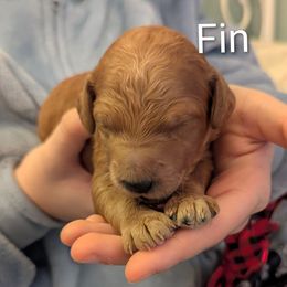 Finnian (Fin) - Red  male Goldendoodle puppy in Citrus Heights, California from Grandpaw's Golden Doodles