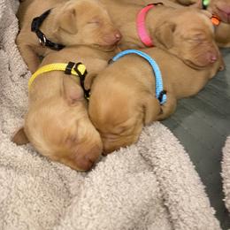 Girl 3 - Golden rust female Vizsla puppy in Riverview, Indiana from Kismet Vizslas