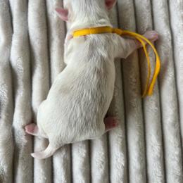 AKC Yellow Collar - Red male Havanese puppy in Dallas, Georgia from West Cobb Dogs