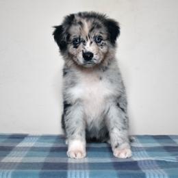 Protégé - Blue merle female Miniature American Shepherd puppy in Gainesville, Florida from MarvelMAS Miniature American Shepherds