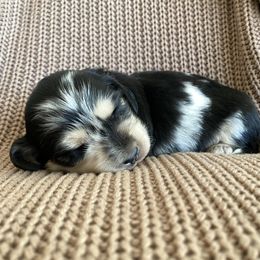 Dachshund Puppies from Dream Doxies