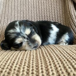 Dachshund Puppies from Dream Doxies