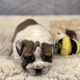 Bulldog Puppies from Sweet Rolls