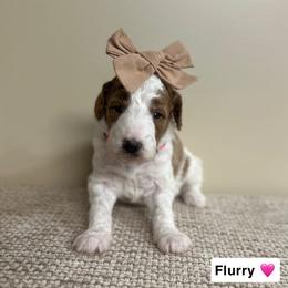 Flurry - Parti female Goldendoodle puppy in Crothersville, Indiana from Wischmeier’s Doodles