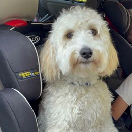 Darla - Goldendoodle