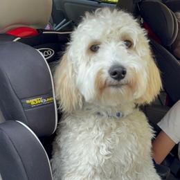 Darla - Goldendoodle