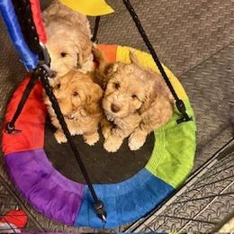 Australian Labradoodle Puppies from Blue Line Doodles of Arizona