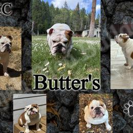 Bulldog puppies from Dejah Bleu Bulldogs