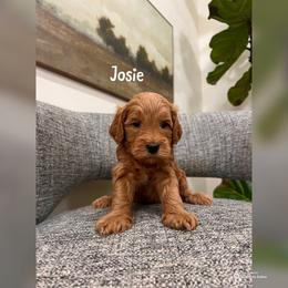 Josie - Apricot female Goldendoodle puppy in Glendale, Arizona from Follow Your Bliss Doodles